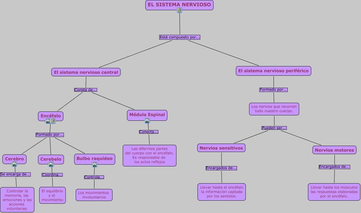 Por qué está compuesto el sistema nervioso central