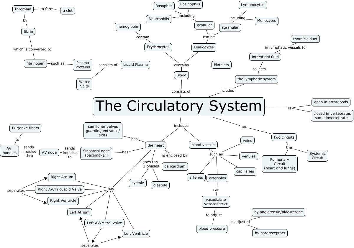 Zip Code Map Circulatory System Concept Map Answers