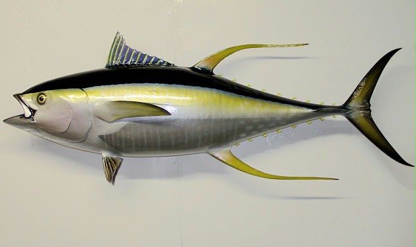 josh Dumas' fish