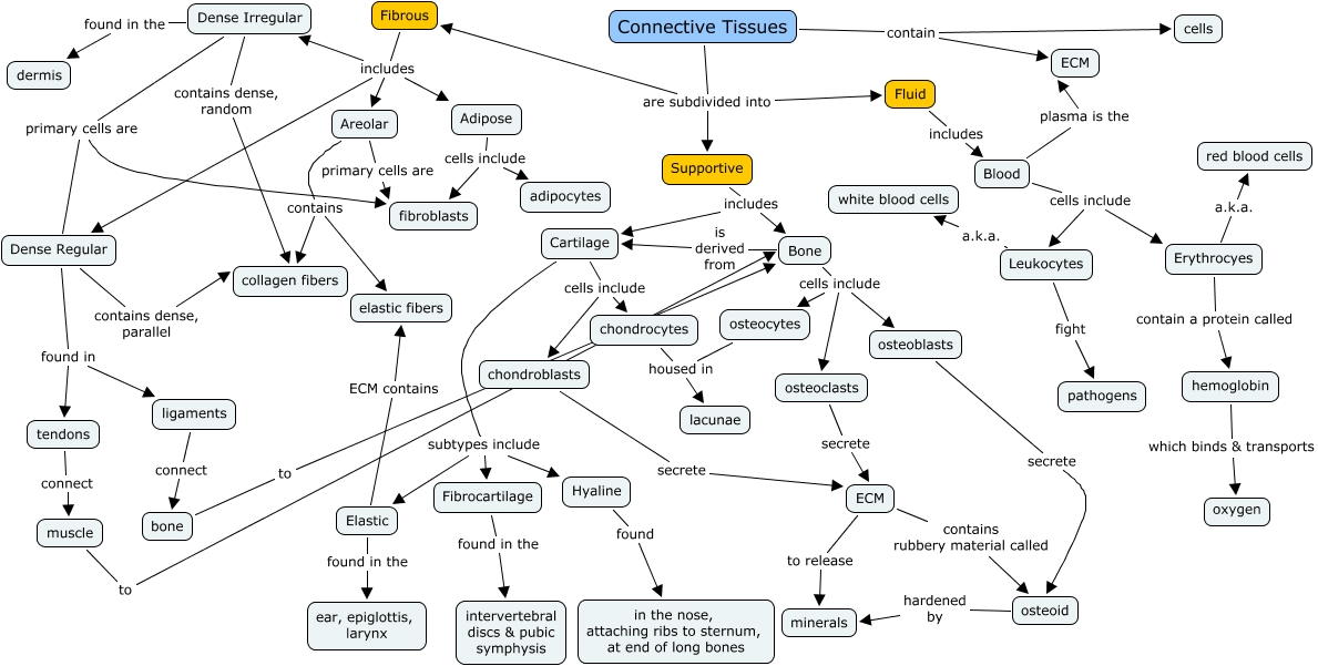 Connective Tissue Mind Map Connective Tissues