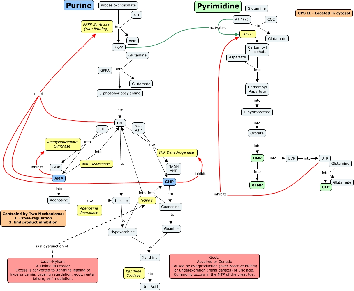 Purines and Pyrimidines