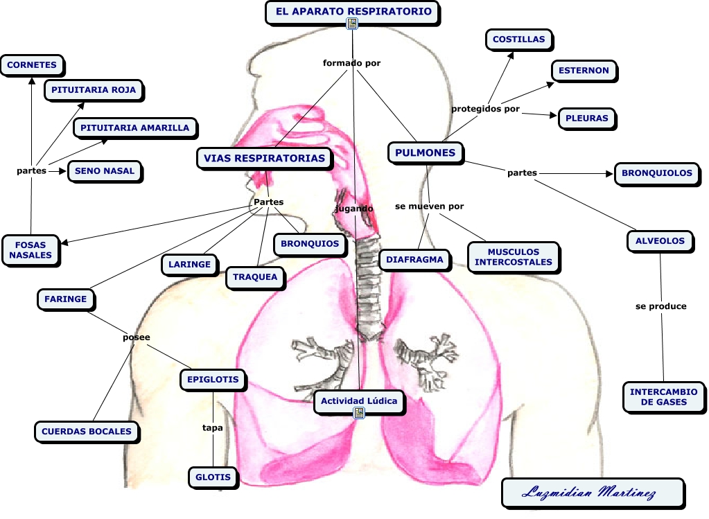 Cuál es su función del aparato respiratorio