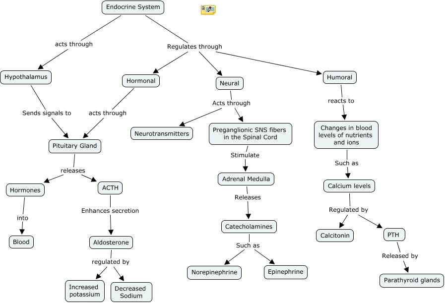 Endocrine System Concept Map Endocrine System (Group 5 Ls)
