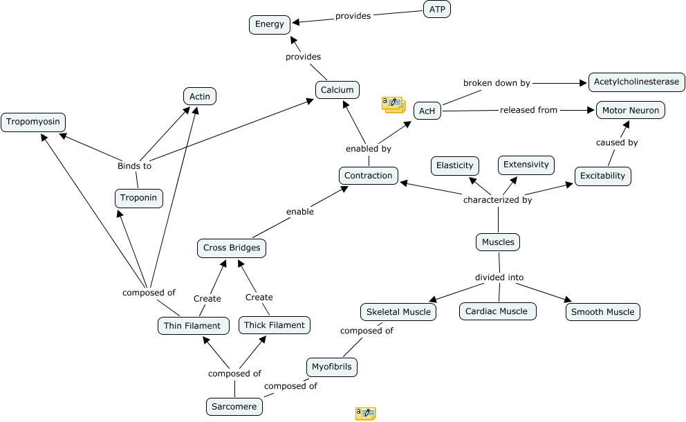 Skeletal Muscle Concept Map Physiology Chapter 9 Concept Map Group 5