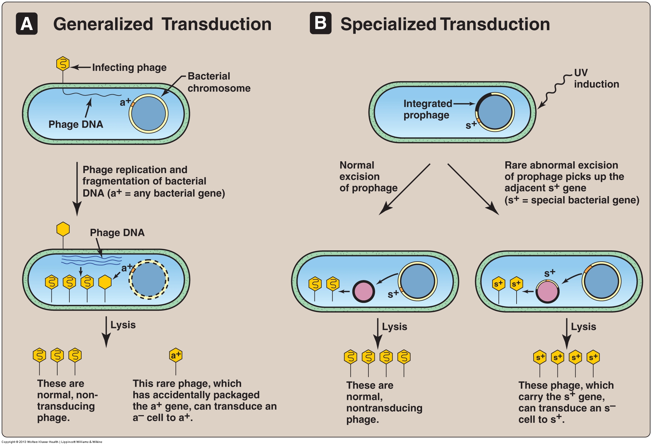 Исследователь трансформировал клетки бактерий плазмидой содержащей ген. Схема трансдукции у бактерий. Трансдукция прокариот. Трансформация и трансдукция у бактерий. Трансформация конъюгация трансдукция микроорганизмов.