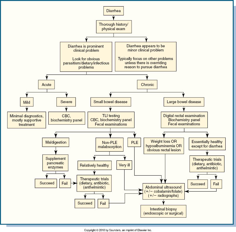 Diarrhea Diagnosis Chart