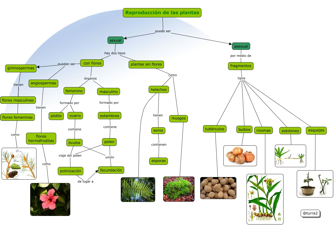 Reproducción de las plantas