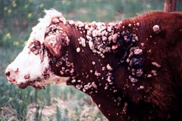 papillomatosis in cattle