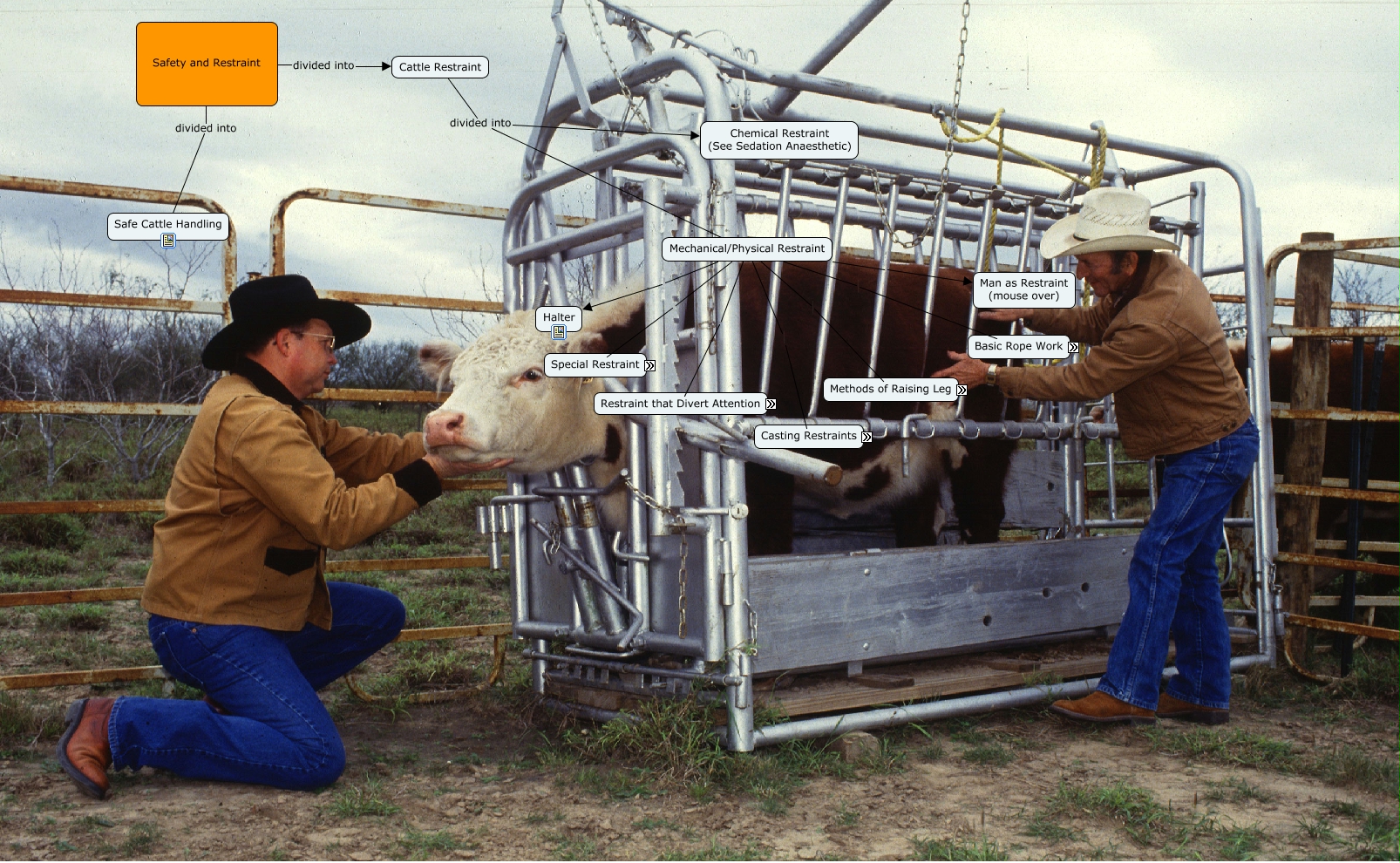 Safety and Restraint