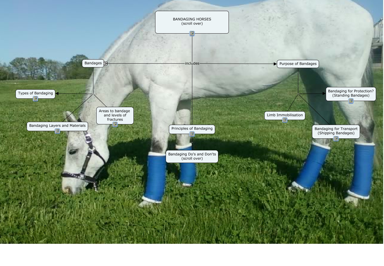 LAB 5 Bandaging Section