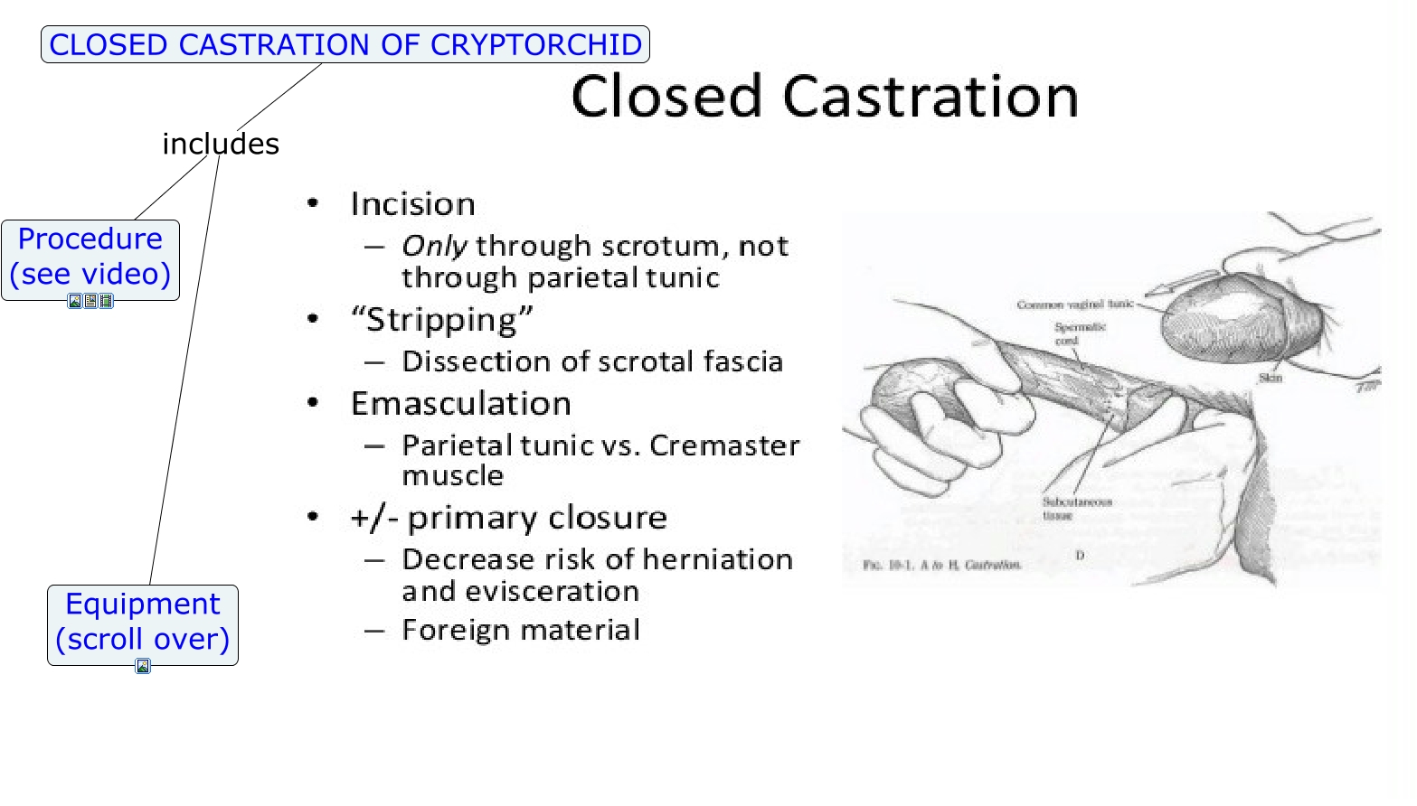 Cryptorchid Closed castration