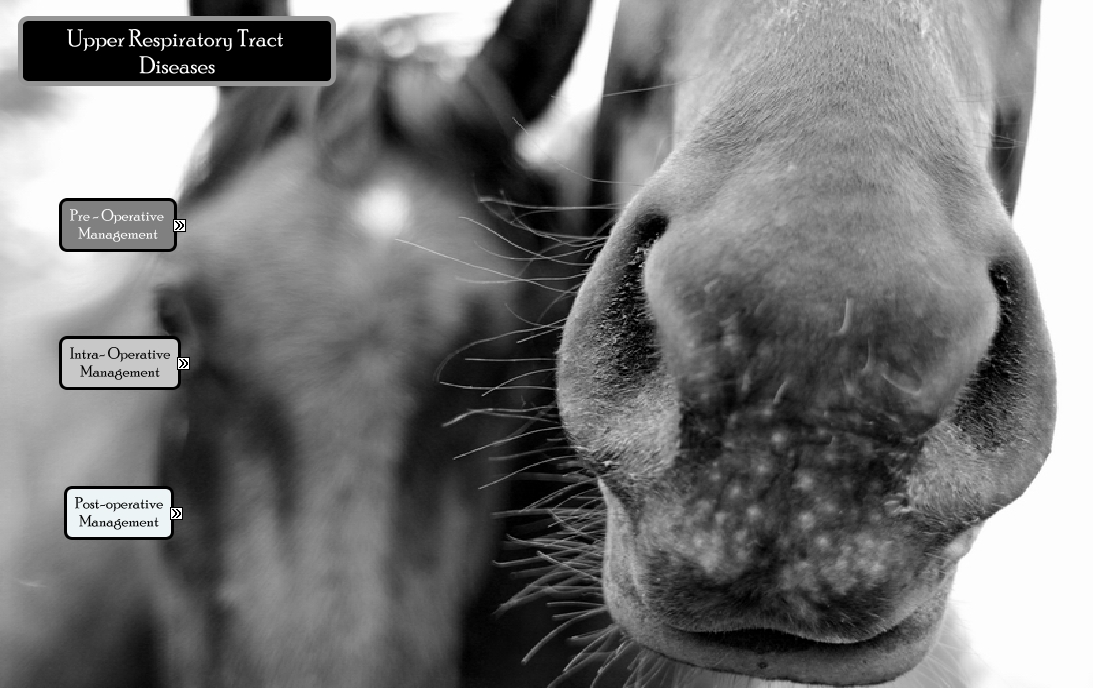 VET 2018 LAS Group E Lab 7 Equine Upper Respiratory Tract Diseases ...