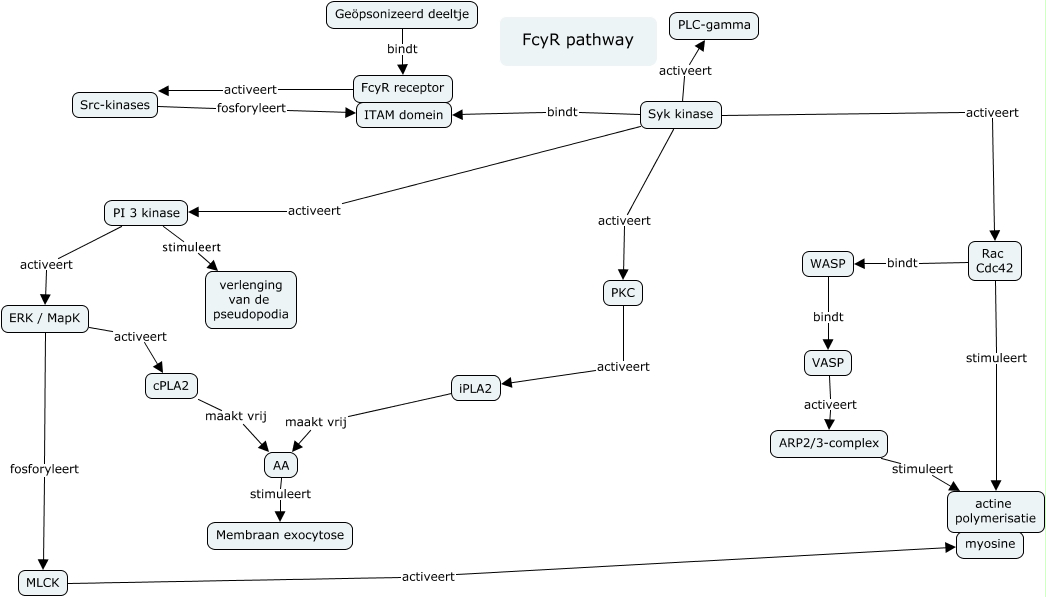 FcYR pathway