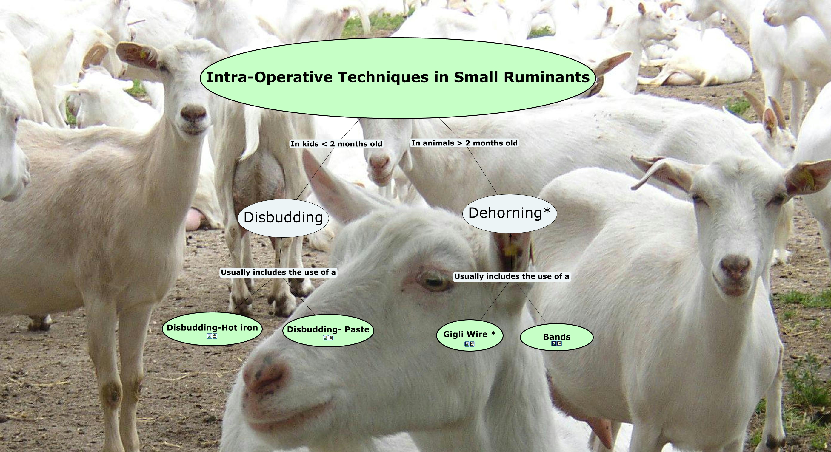 Intra-Op Small ruminants Dehorning & Disbudding