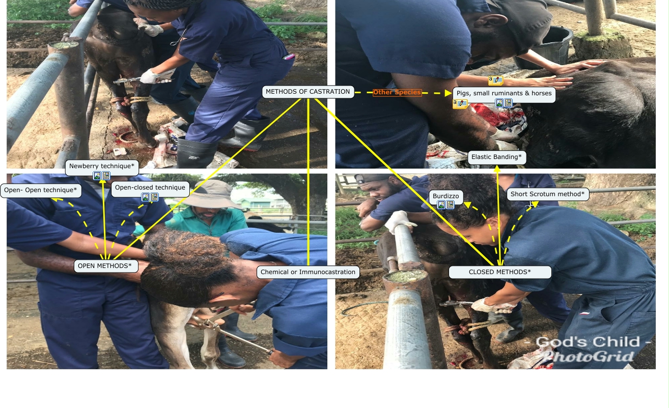 Castration Methods