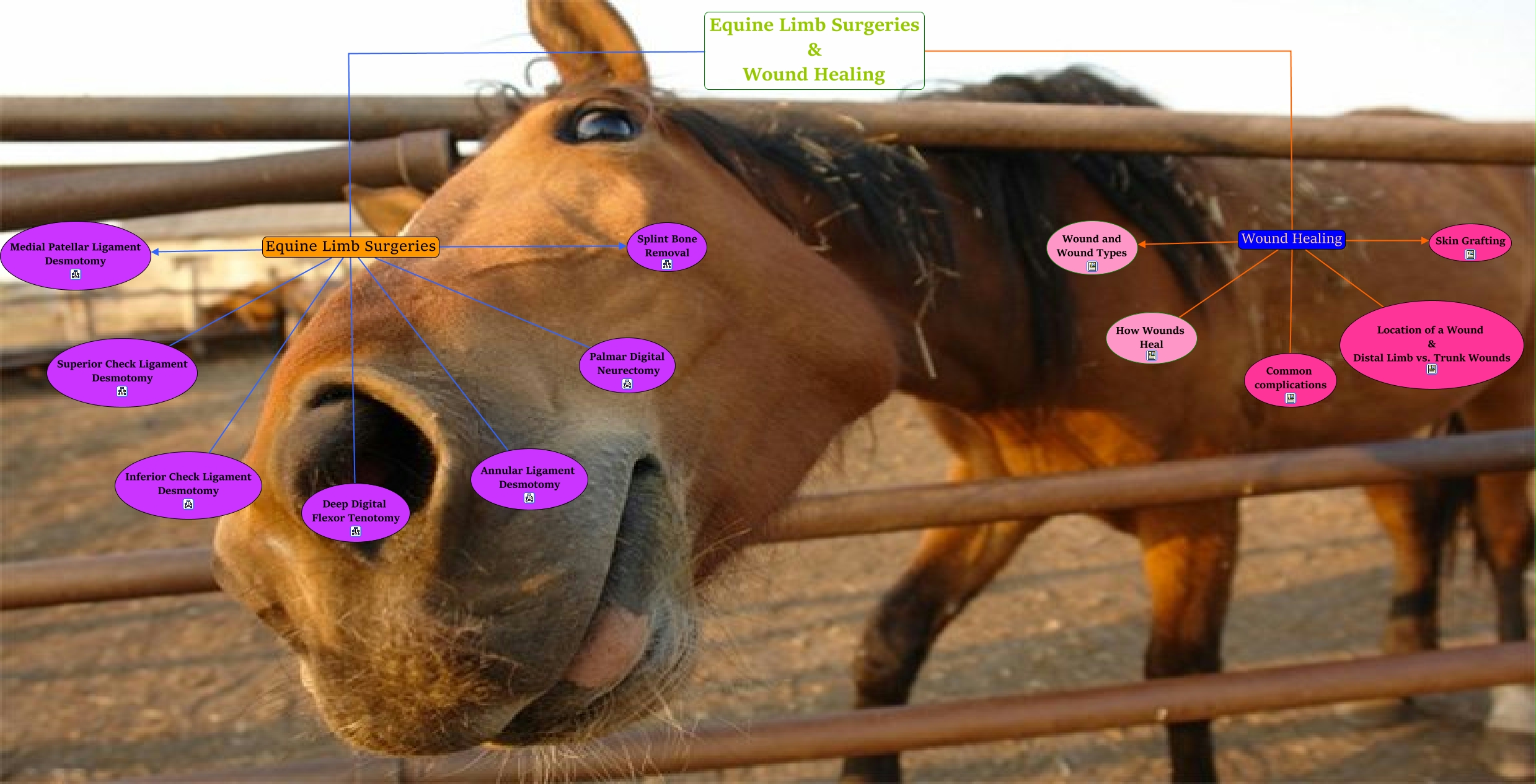 Lab 7 Equine Limb Surgery and Wound Healing