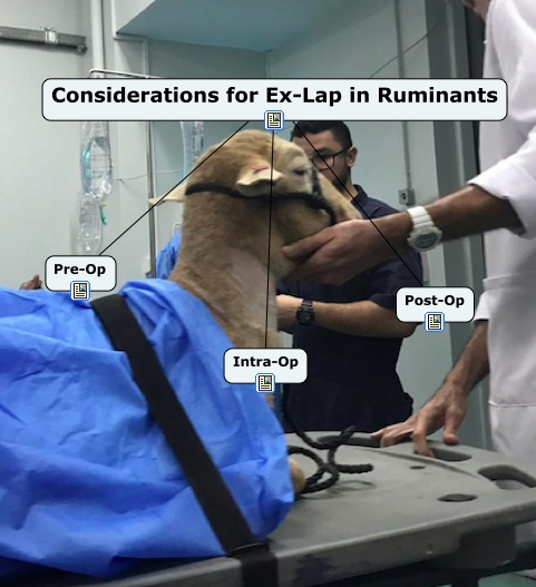 Ex-Lap Considerations