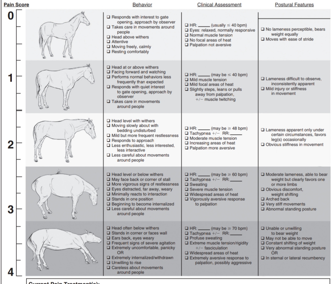 Lab 4 Equine Nerve Blocks