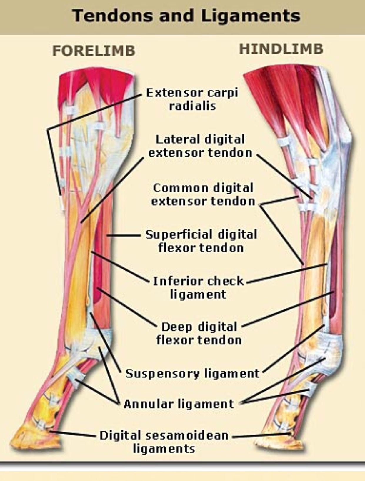 Сухожилие на ноге. Annular ligament. Tendons and ligaments. Structure and Development of tendons ligaments in Horses.