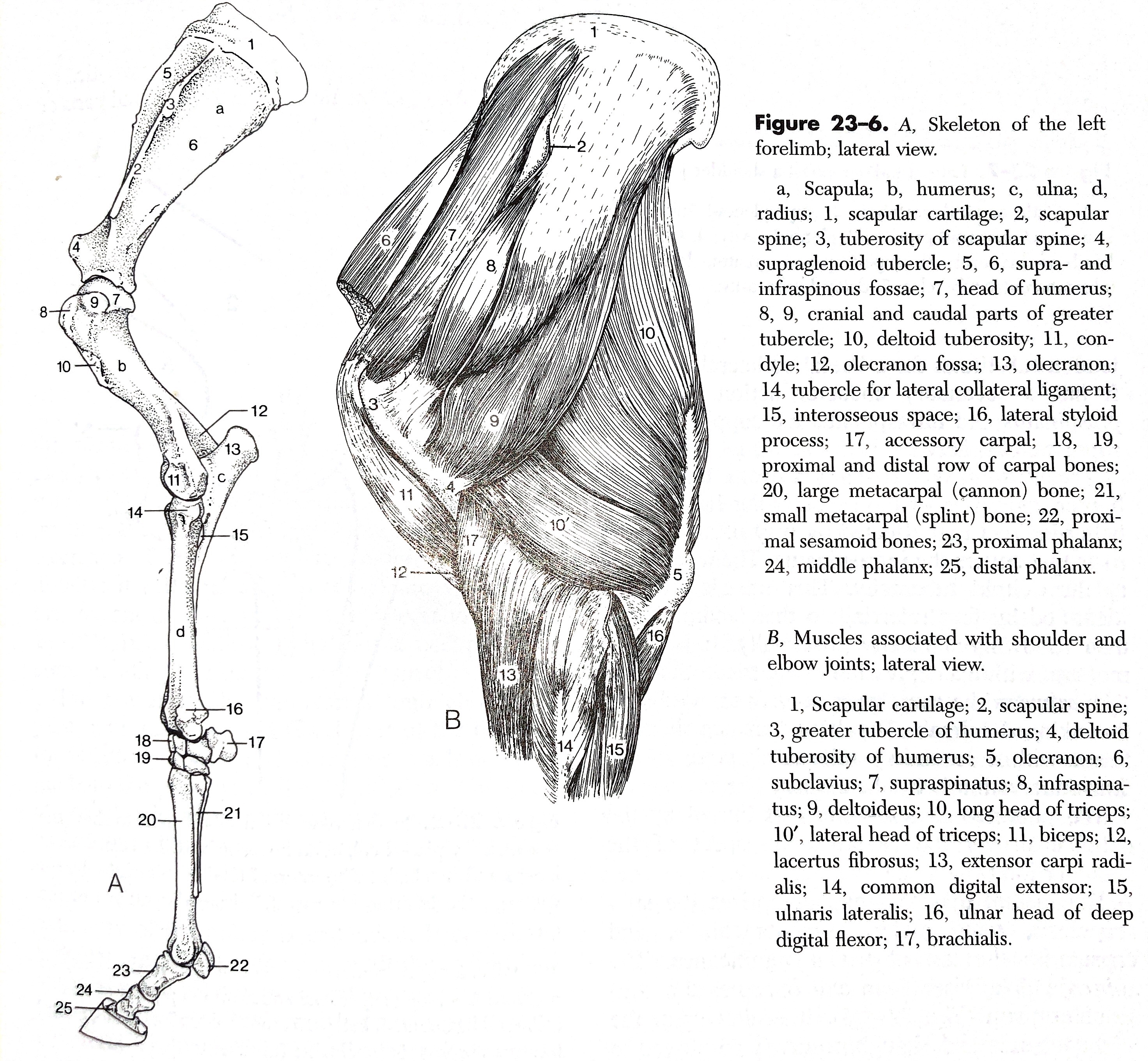 Equine Lameness Investigation