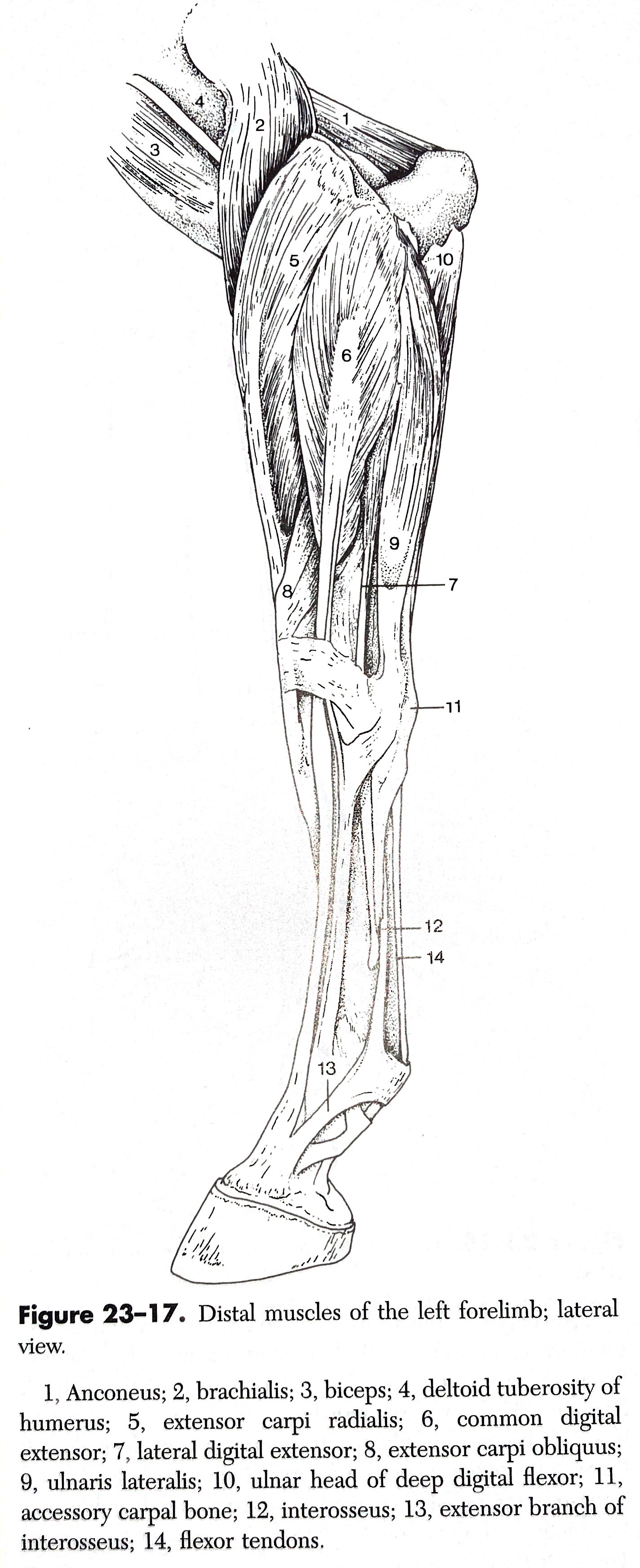 Equine Lameness Investigation