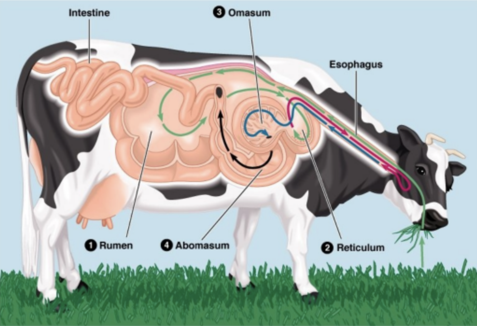 В желудке жвачных млекопитающих постоянно обитают. Пищеварительная система жвачных животных. Пищеварительная система жвачных корова. Пищеварительная система коровы анатомия. Строение желудка жвачных КРС.