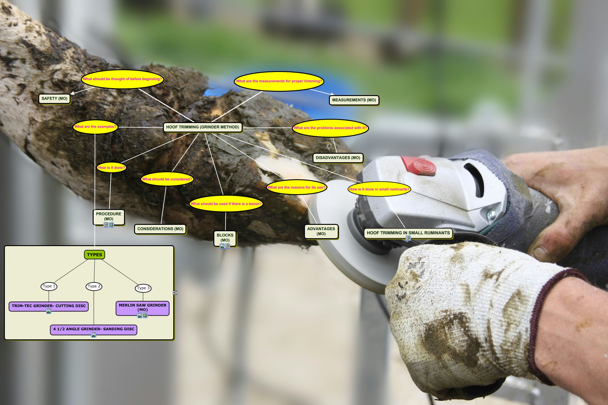 Hoof Trimming with a Grinder