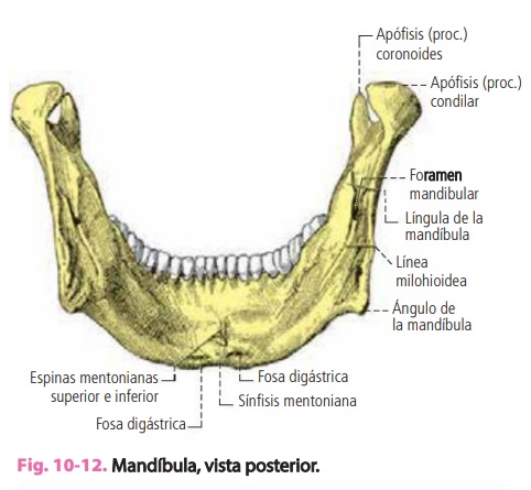 maxilar y mandíbula