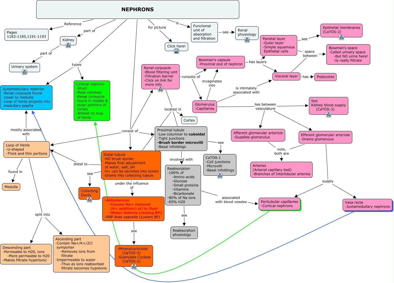 29a1. Nephrons - CaTOS-3